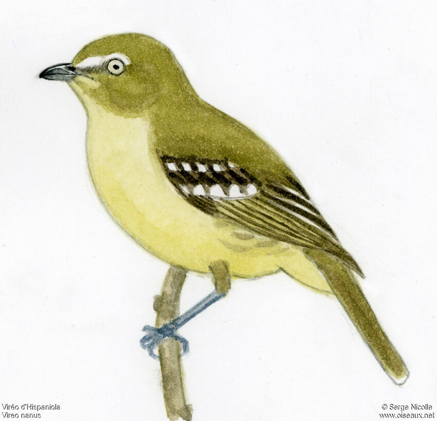 Flat-billed Vireo, identification