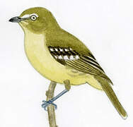 Flat-billed Vireo