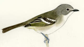 Bell's Vireo