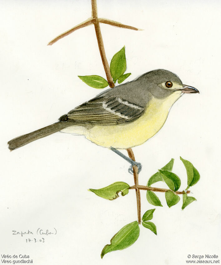 Cuban Vireo, identification