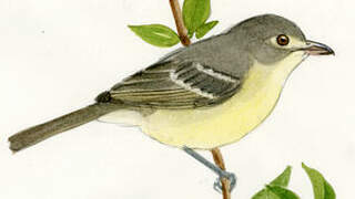 Cuban Vireo