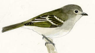 Hutton's Vireo