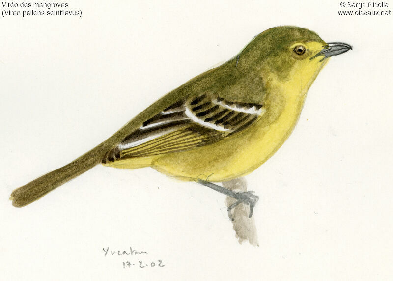 Mangrove Vireo, identification