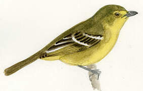 Mangrove Vireo