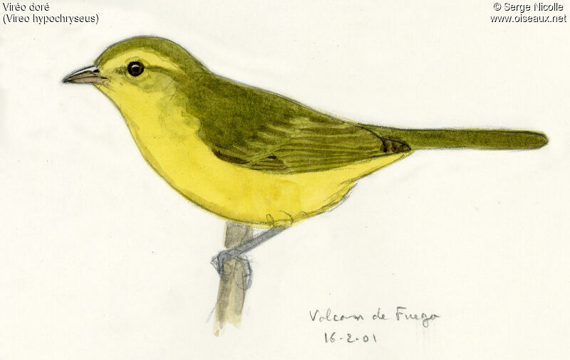 Viréo doré, identification