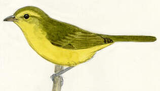 Golden Vireo