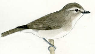 Warbling Vireo