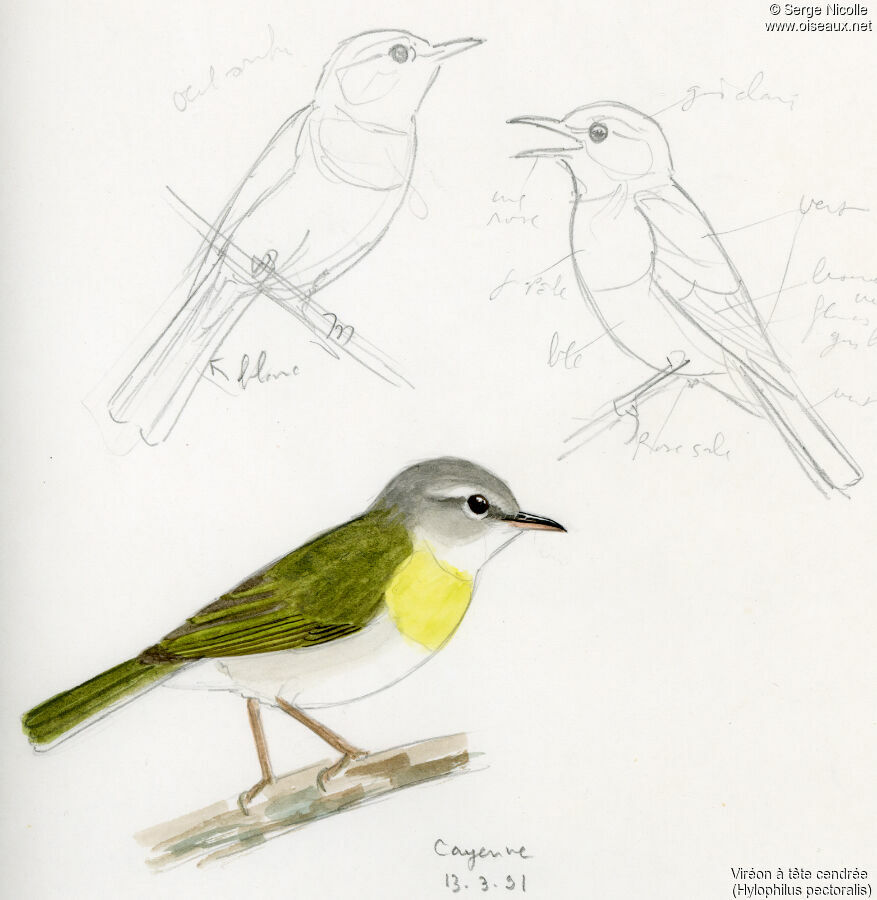 Ashy-headed Greenlet, identification