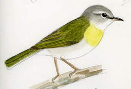 Ashy-headed Greenlet