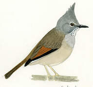 Stripe-throated Yuhina