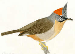 Rufous-vented Yuhina