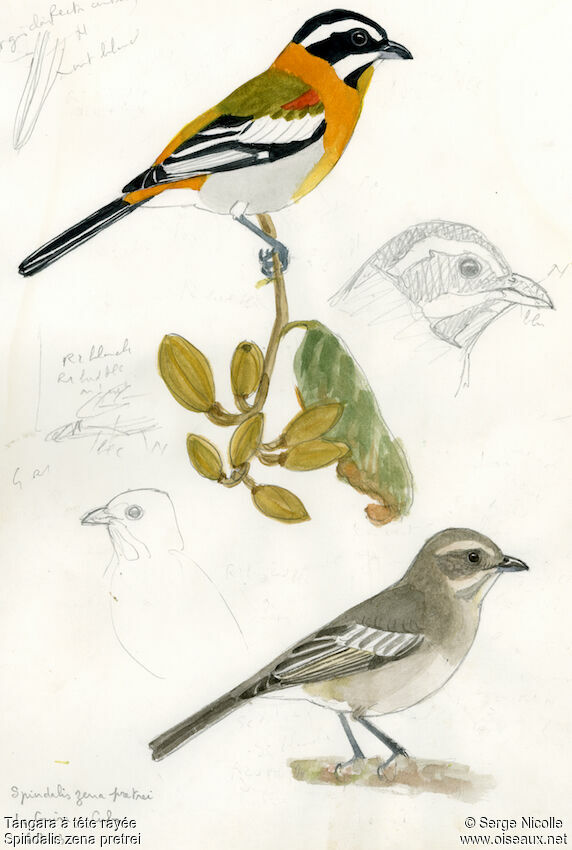 Zéna à tête rayée identification