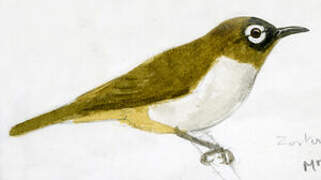 Black-capped White-eye