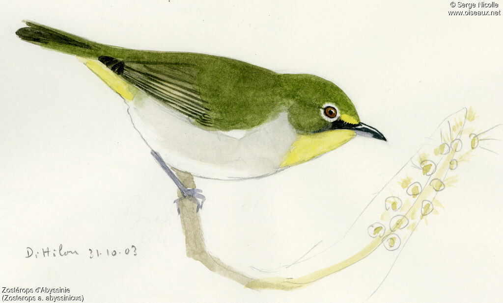 Abyssinian White-eye, identification