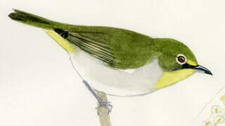 Abyssinian White-eye