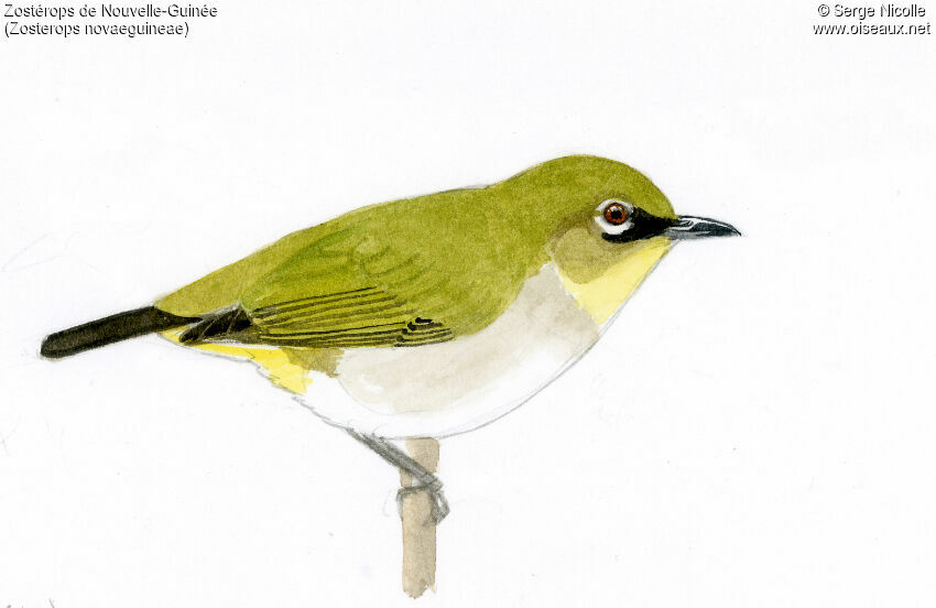 Papuan White-eye, identification