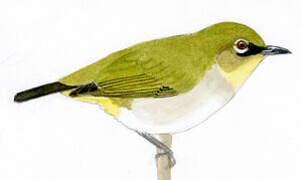 Papuan White-eye