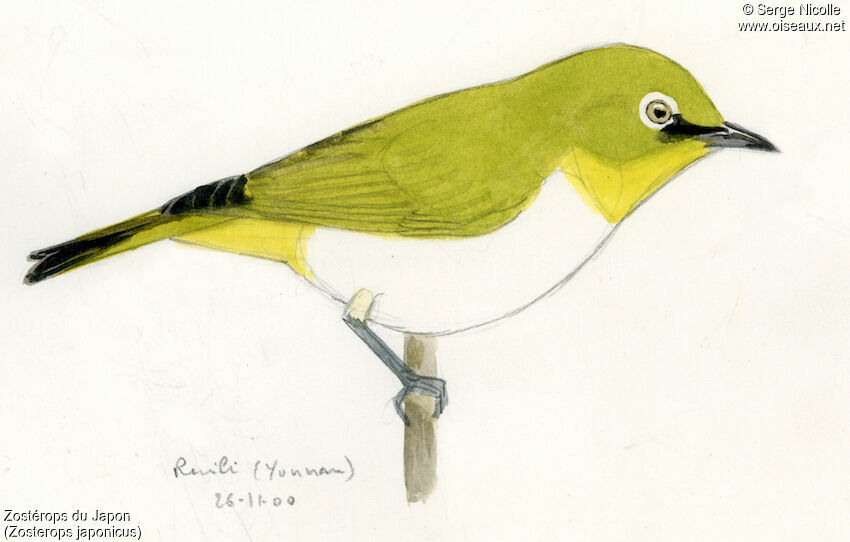 Warbling White-eye, identification