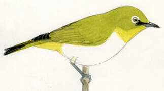 Warbling White-eye