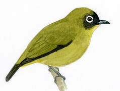 Capped White-eye