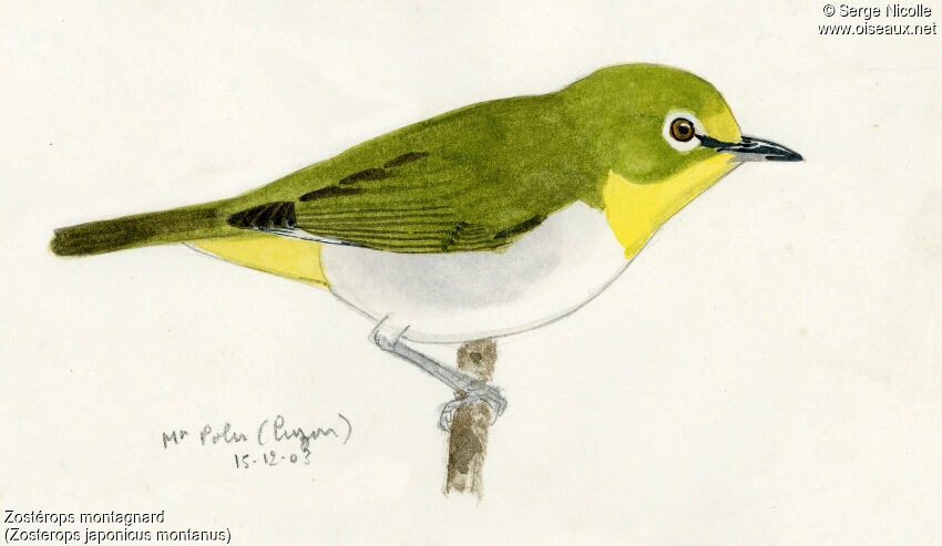 Warbling White-eye (montanus), identification