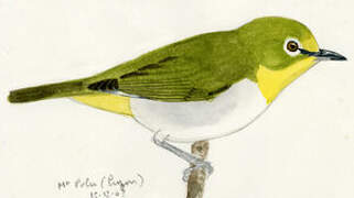 Warbling White-eye (montanus)