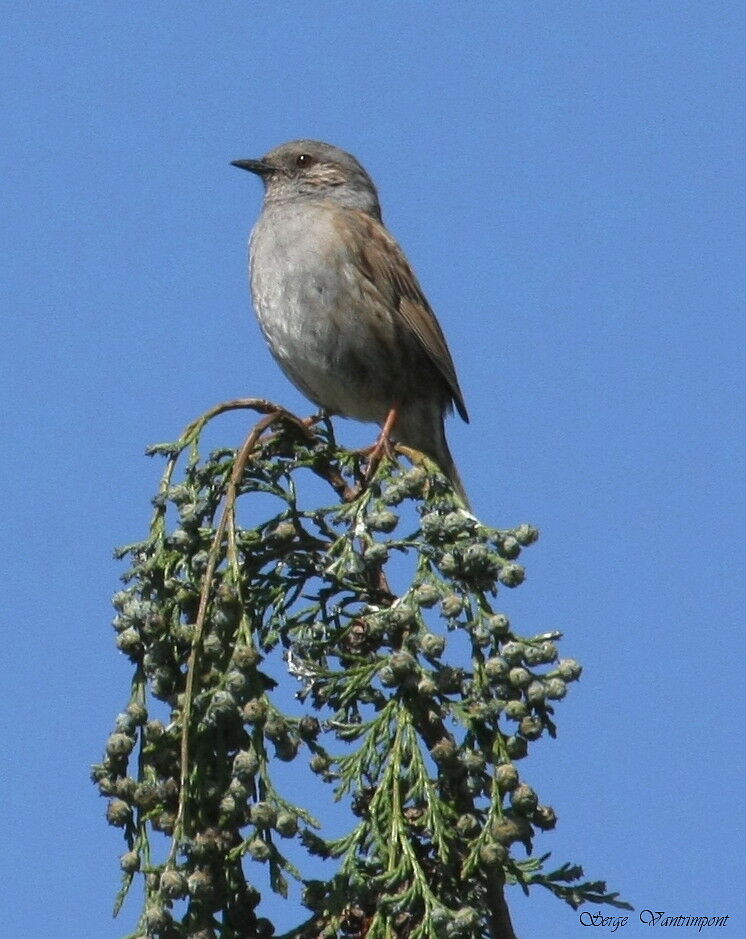 Accenteur mouchetadulte, identification