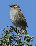 Dunnock