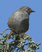 Dunnock