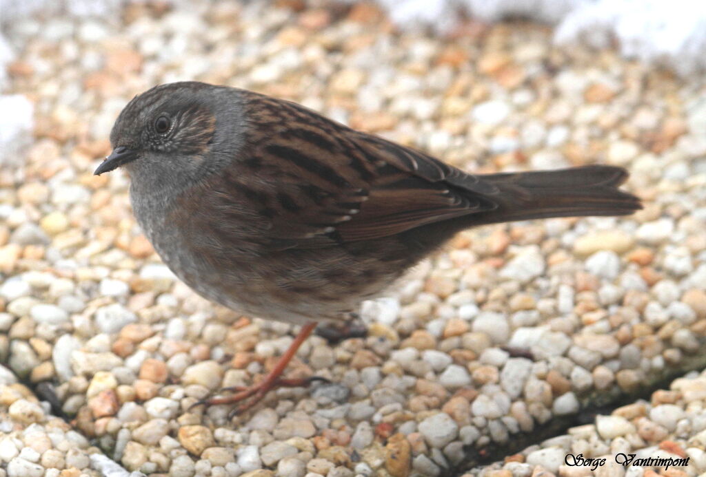 Accenteur mouchetadulte, identification