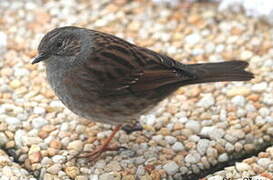 Dunnock