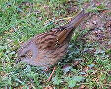 Dunnock