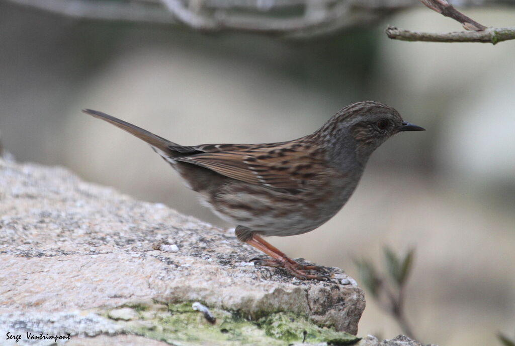 Dunnock