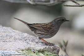 Dunnock