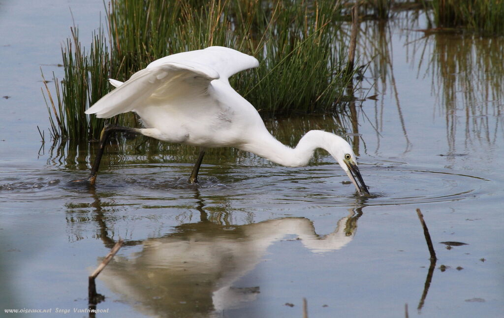 Aigrette garzetteadulte, régime, Comportement