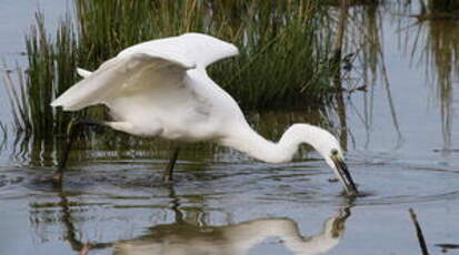 Aigrette garzette