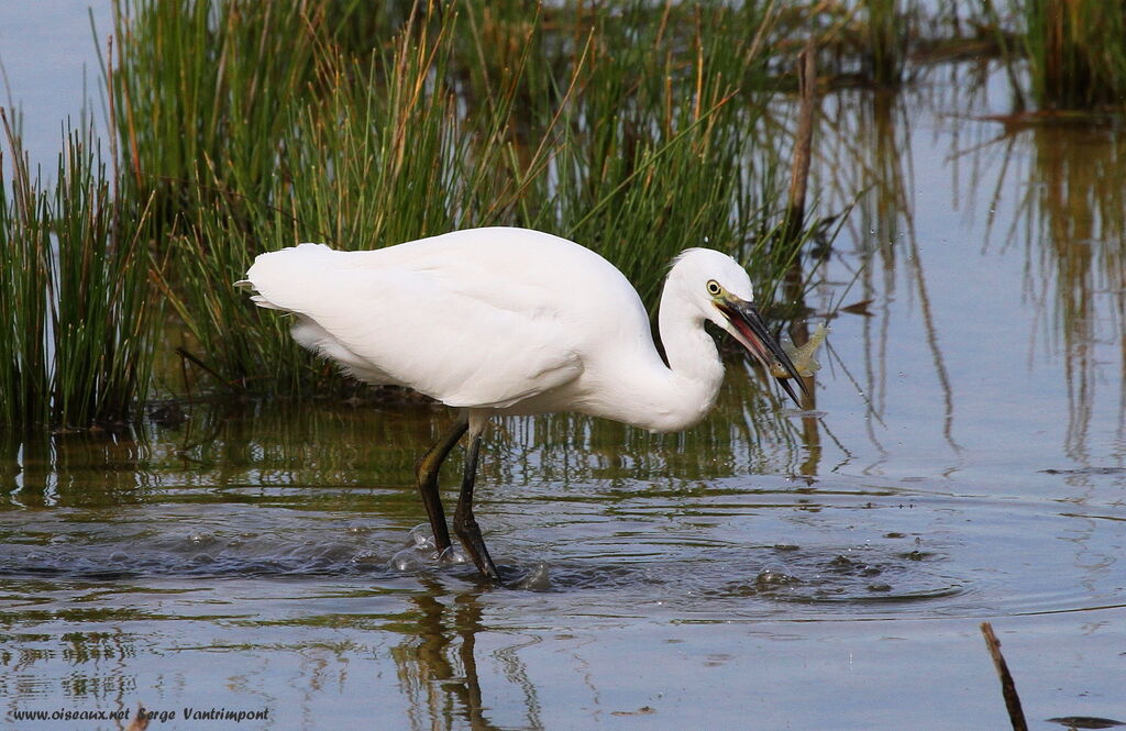 Little Egretadult, feeding habits