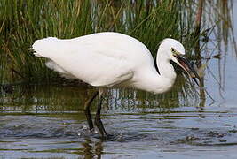 Little Egret