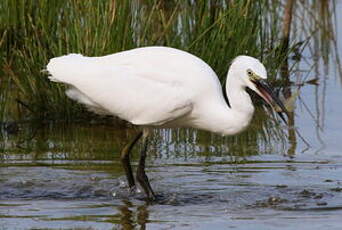 Aigrette garzette