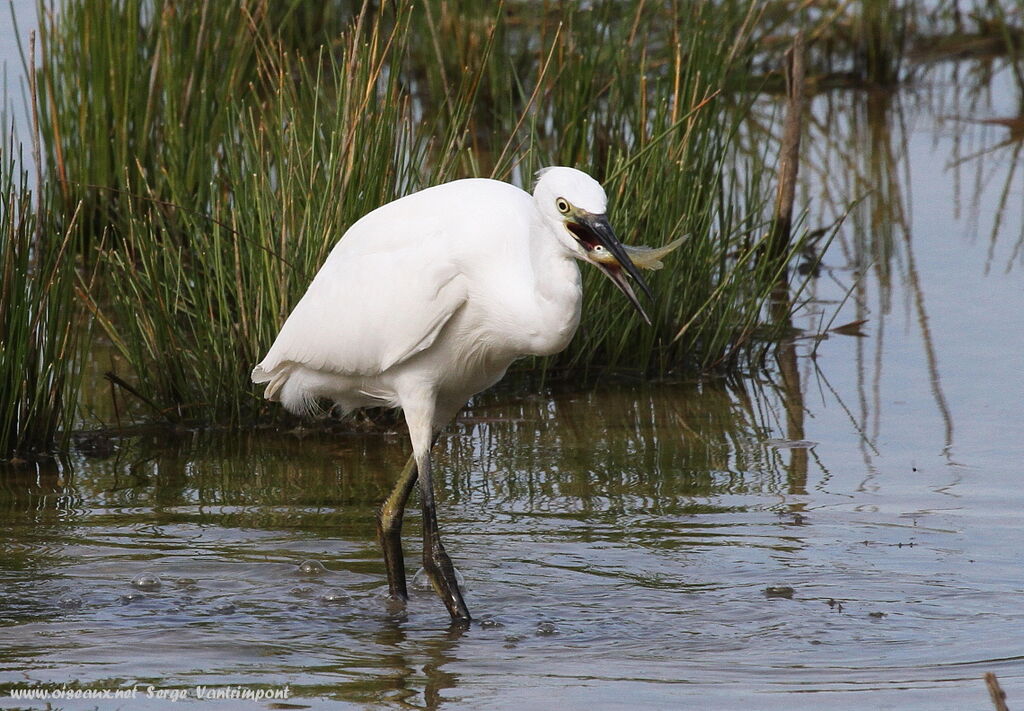 Little Egretadult, feeding habits