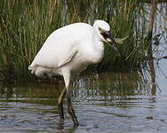 Aigrette garzette