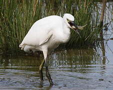 Little Egret