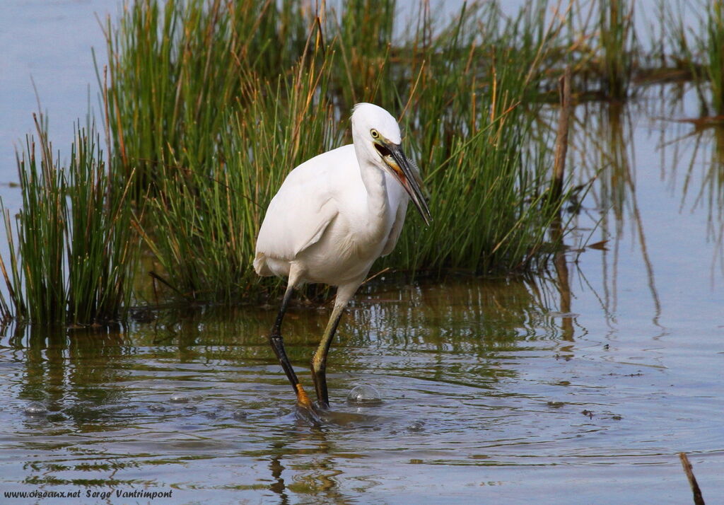 Little Egretadult, feeding habits