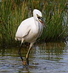 Aigrette garzette