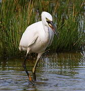 Little Egret