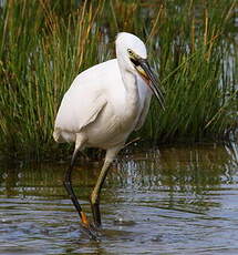 Aigrette garzette