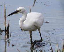 Aigrette garzette