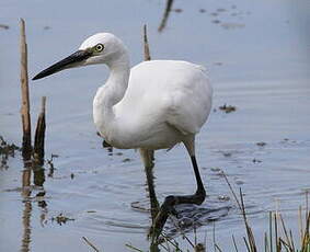 Aigrette garzette