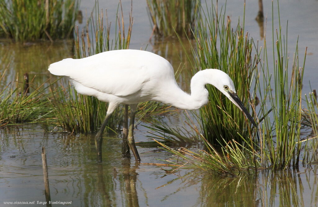 Aigrette garzetteadulte, Comportement