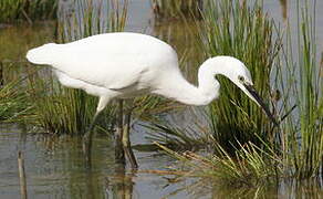 Aigrette garzette